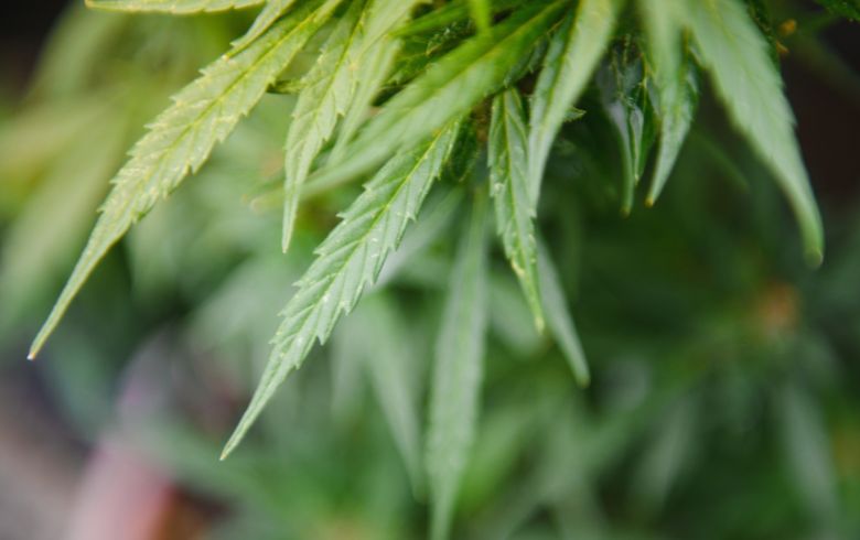 Guias de cultivo