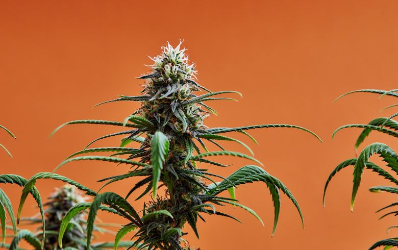 Guias de cultivo