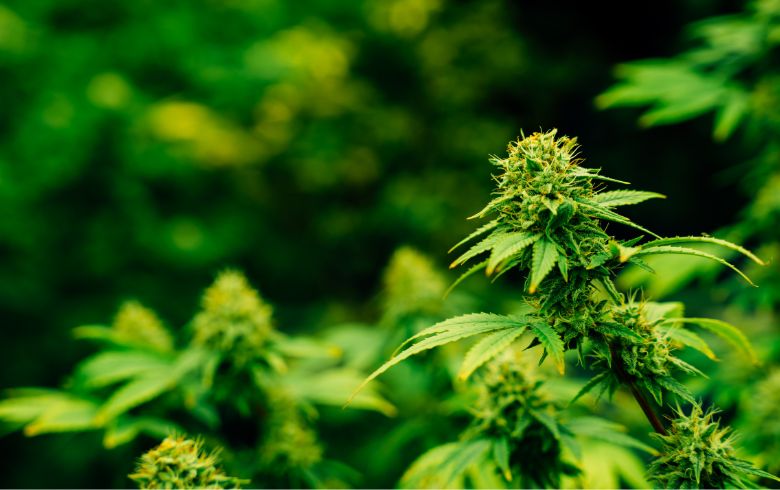 Guias de cultivo