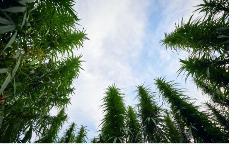 Guias de cultivo