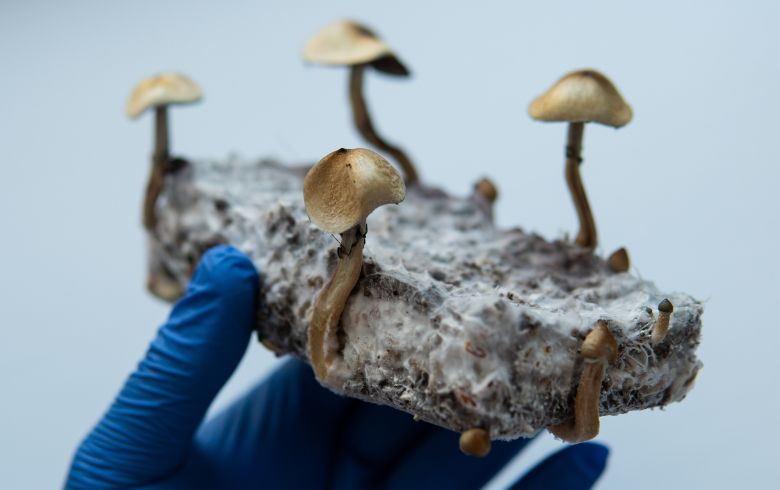 Guias de cultivo