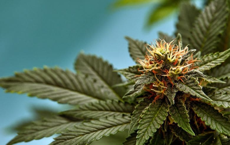 Notícias sobre cannabis Notícias sobre cannabis