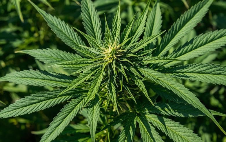 Notícias sobre cannabis Notícias sobre cannabis