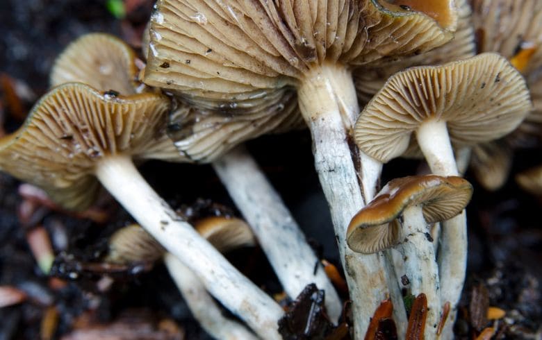 Copelandia e Treasure Coast Albino: aprenda a cultivar cogumelos destas variedades únicas Copelandia e Treasure Coast Albino: aprenda a cultivar cogumelos destas variedades únicas