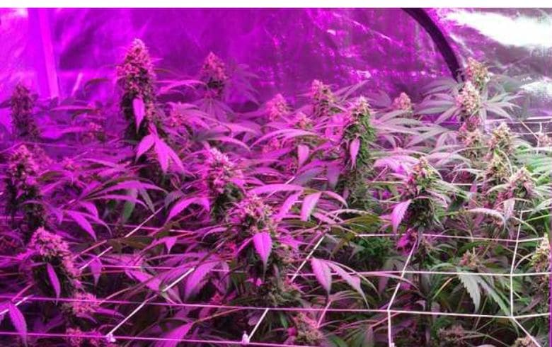 Fotoperíodo na cannabis: guia fácil para entender as horas de luz