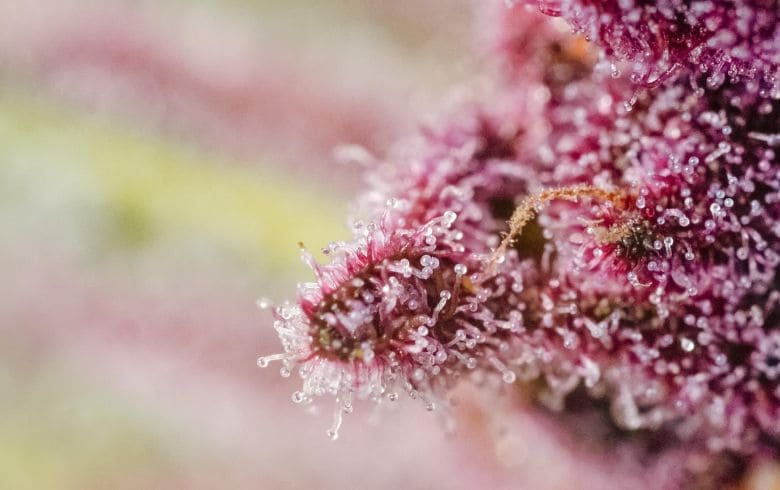 Notícias sobre cannabis Notícias sobre cannabis