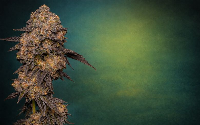 Notícias sobre cannabis Notícias sobre cannabis