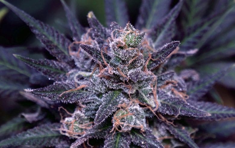 Notícias sobre cannabis Notícias sobre cannabis