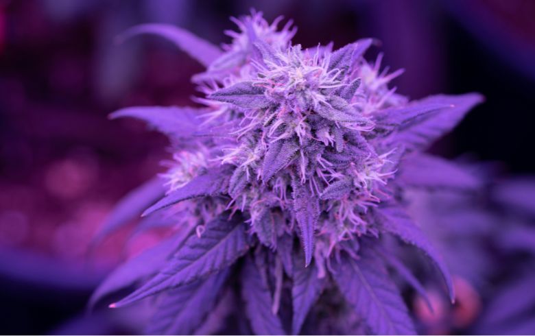 Notícias sobre cannabis Notícias sobre cannabis