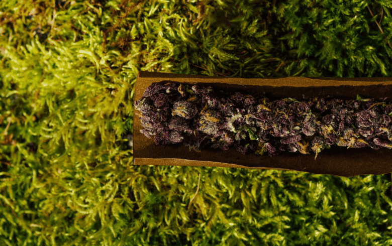 Purple Kush: genética, sabor e cultivo