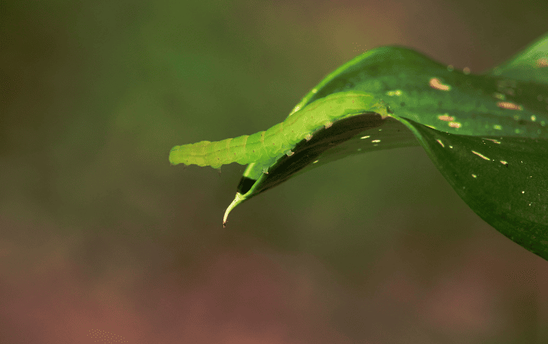Lagarta verde: causas, sintomas e remédios