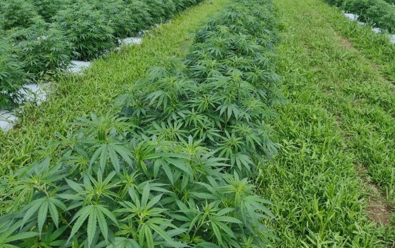 Guias de cultivo Guias de cultivo