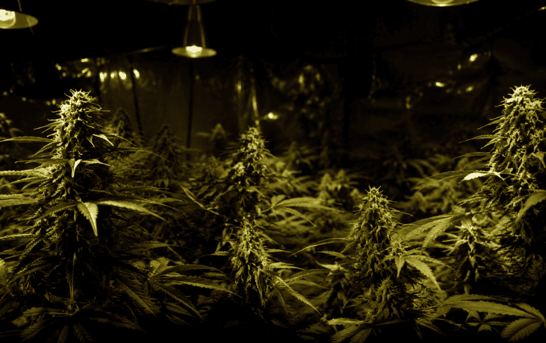 Notícias sobre cannabis Notícias sobre cannabis