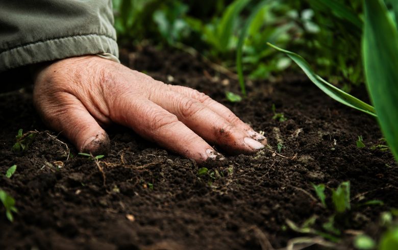 Guias de cultivo Guias de cultivo