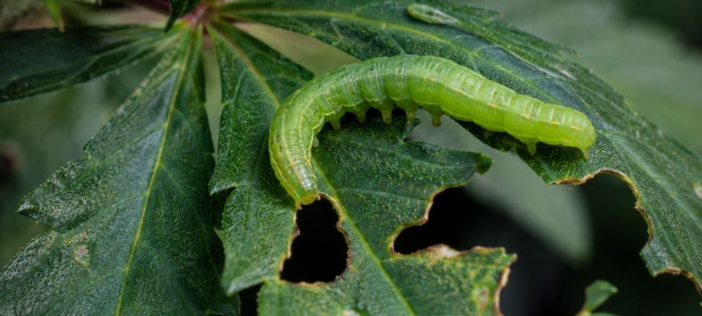 lagartas verde em cima de uma folha em avançado estado de deterioração devido às mordeduras.