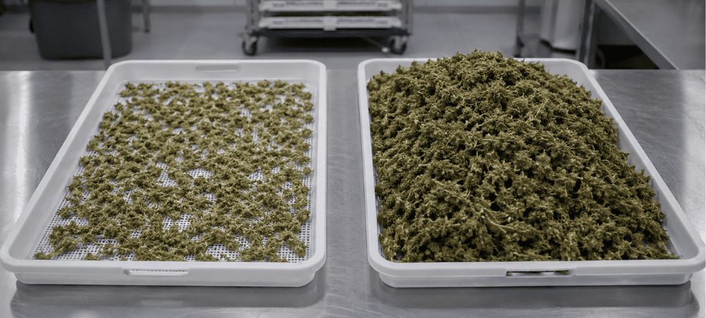 Notícias sobre cannabis Notícias sobre cannabis