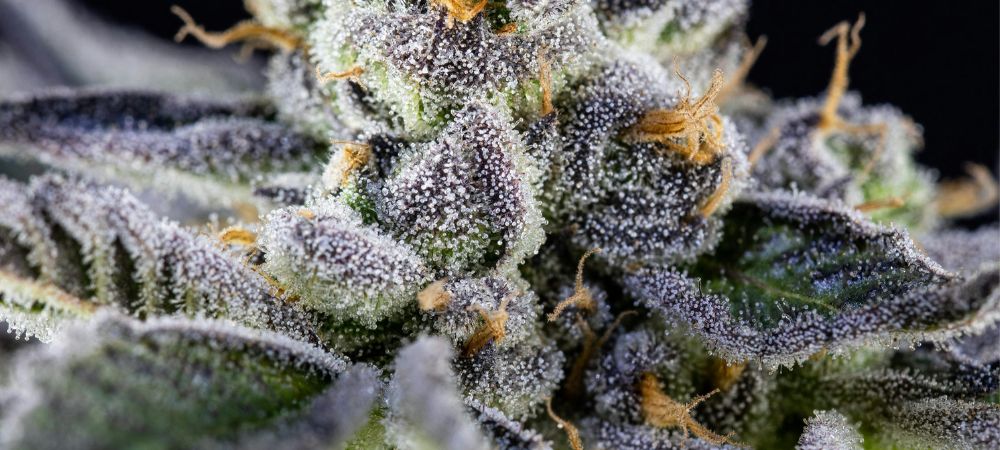 Imagem de grande plano de um botão de Purple Kush completamente resinoso.
