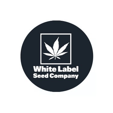 White Label sementes feminizadas