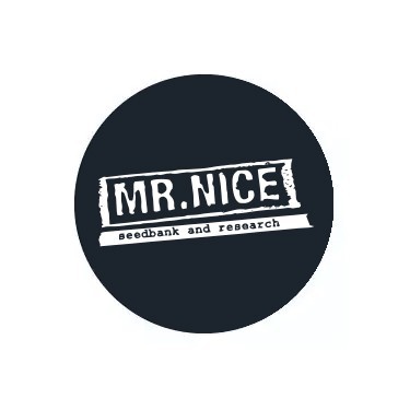 Sementes regulares Mr. Nice Seedbank