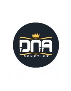 Sementes autoflorescentes DNA Genetics