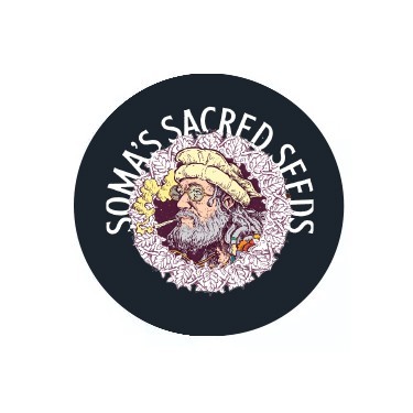 Sementes feminizadas Soma Seeds
