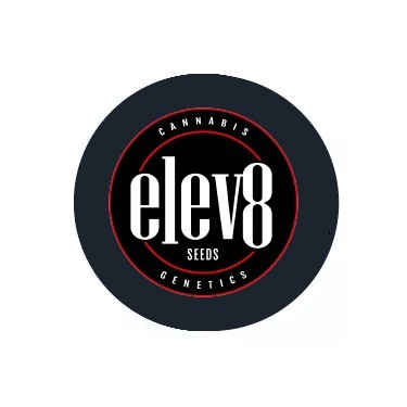 Sementes Feminizadas Elev8 Seeds