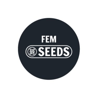 Sementes feminizadas a granel