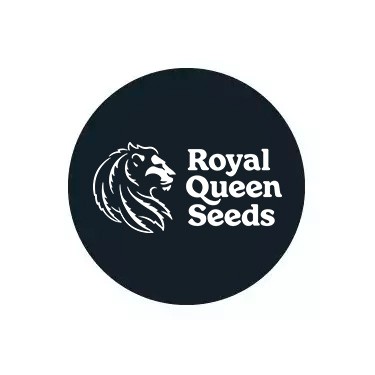 Sementes autoflorescentes Royal Queen Seeds