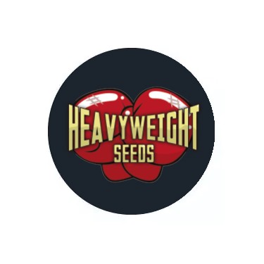 Sementes Feminizadas Heavyweight Seeds