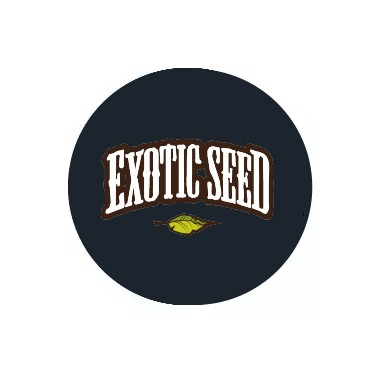 Sementes Feminizadas Exotic Seeds