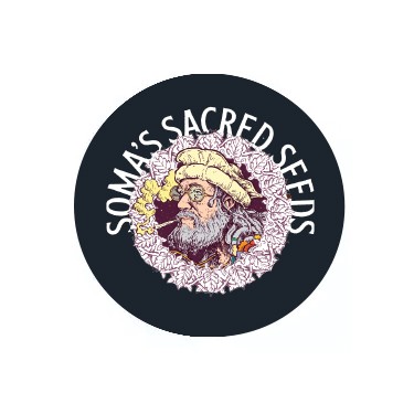 Sementes feminizadas Soma Seeds