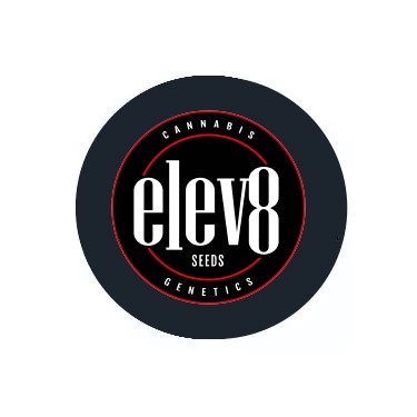 Sementes Feminizadas Elev8 Seeds