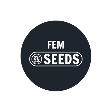 Sementes feminizadas a granel